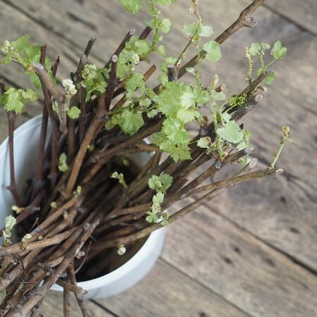 Čerstvo narezané odrezky viniča pripravené na zasadenie, ukazujúce listy a púčiky, ideálne na rozmnožovanie viniča.