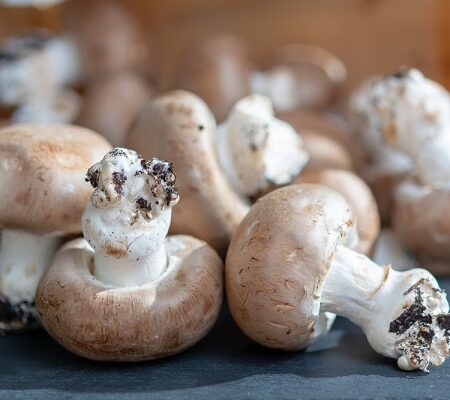 Pestovanie a zber šampiňónov: Čerstvé šampiňóny pripravené na zber.