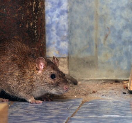 Potkan hľadajúci úkryt v rohu miestnosti s dlaždicami.