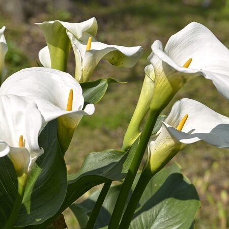 Pestovanie kornútovky: Biele kvety kornútovky (Zantedeschia) rozkvitnuté v záhrade, jemné trúbkovité kvety s výraznými žltými tyčinkami.