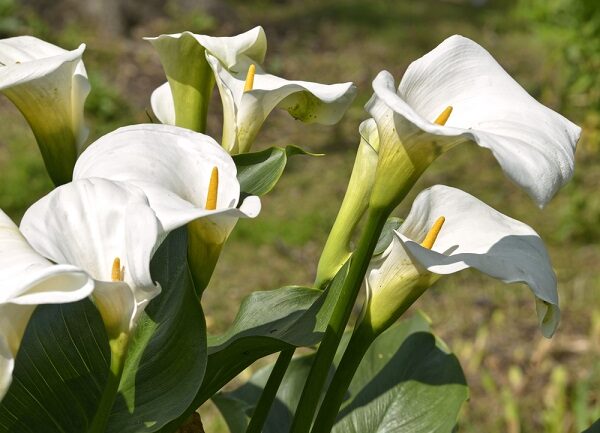 Pestovanie kornútovky: Biele kvety kornútovky (Zantedeschia) rozkvitnuté v záhrade, jemné trúbkovité kvety s výraznými žltými tyčinkami.