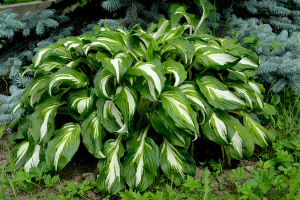 Hostas, rastlina s veľkými zeleno-bielymi listami odolná voči vlhkým podmienkam.