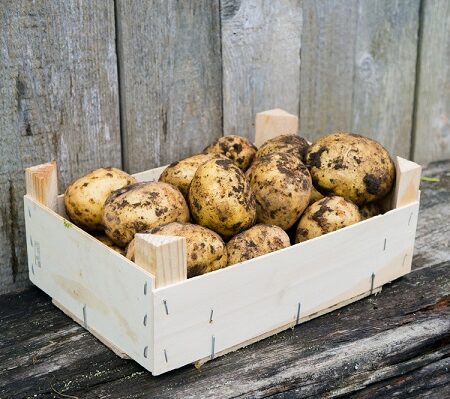 Ako správne uskladniť zemiaky: Zemiaky uložené v drevenej debničke pripravené na dlhodobé skladovanie