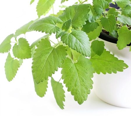 Pestovanie kocúrnika: Kocúrnik pestovaný v kvetináči, pripravený na pestovanie v domácich podmienkach.