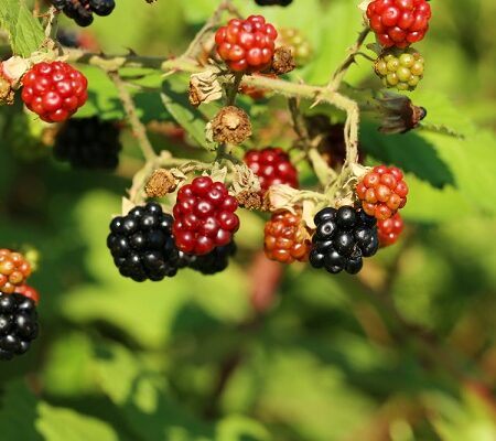 Vysychanie černíc: Nedozreté a dozreté černice na kríku, niektoré zostávajúce červené a fialové v dôsledku úpalu alebo škodcov.