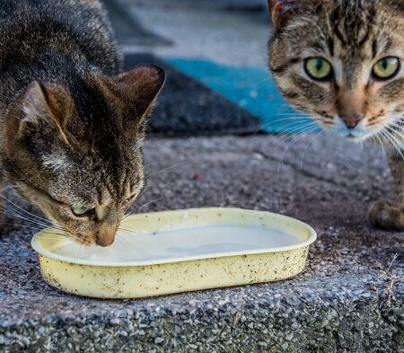 Alt text: Dve mačky pijúce mlieko z plastovej misky, najčastejší omyl chovateľov mačiek.