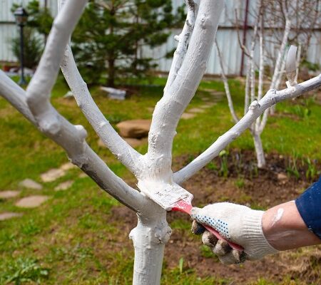 Bielenie kmeňov stromov v záhrade s použitím štetca