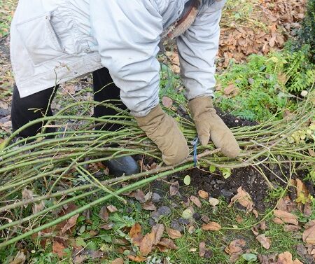 Zimná príprava záhrady. Záhradník orezáva a zväzuje výhonky kríkov počas prípravy záhrady na zimu.