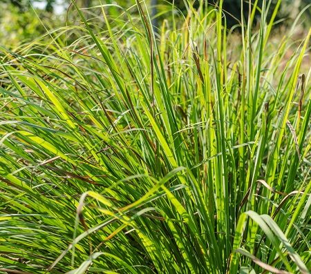 Pestovanie citrónovej trávy: Hustý trs citrónovej trávy rastúci na záhrade s dlhými úzkymi zelenými listami.