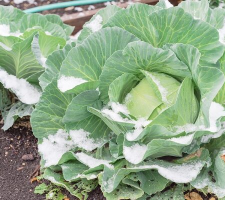 Kapusta pokrytá snehom v zimnej záhrade, pripravená na prezimovanie.