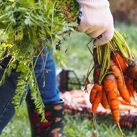 Zber koreňovej zeleniny: Osoba v záhradných rukaviciach drží zväzok čerstvo vytiahnutej mrkvy zo záhrady počas jesenného zberu.