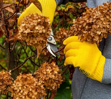 Správne strihanie hortenzií: Osoba v rukaviciach strihá suché kvety hortenzií na konci sezóny.