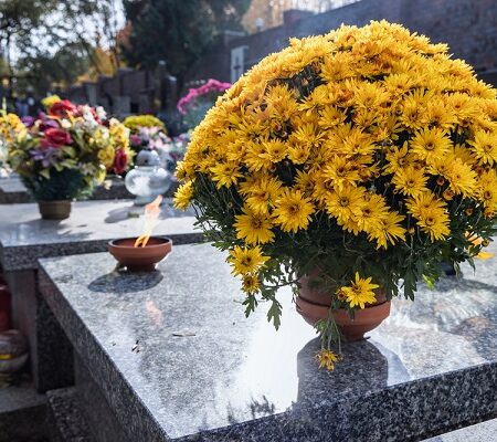 Žlté chryzantémy v kvetináčoch na hrobe počas jesenných sviatkov.