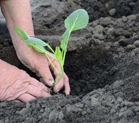 Októbrové sadenie: Ruky sadiace mladú rastlinu do záhonu počas októbrového sadenia.