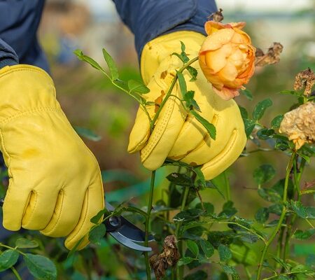 Jesenný rez ruží pomocou záhradných nožníc – detail rúk záhradníka s ochrannými rukavicami, ktorý orezáva ružové kríky.