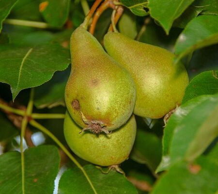 Hnedé pásy na hruškách: Poškodenie spôsobené mrazom