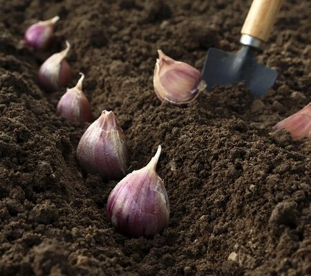 Cesnakové strúčiky pripravené na výsadbu do pôdy na záhone. Výsadba cesnaku v októbri