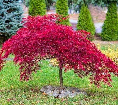 Strihanie rastlín v októbri: Japonský javor s červenými listami na záhrade.