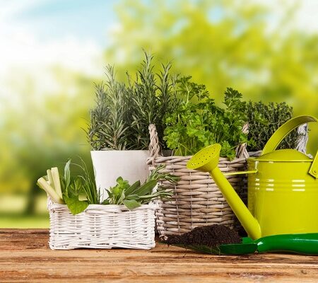 Pestovanie bylinike zo semien: Bylinky v košíkoch a kvetináčoch na drevenom stole s krhličkou a záhradným náradím v prírodnom prostredí.