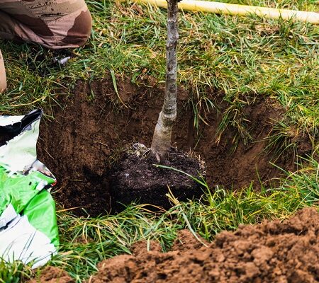 Výsadba ovocných stromov: Proces výsadby mladého stromu v záhrade
