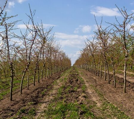 Príprava na vrúbľovanie: Ovocné stromy pripravené na vrúbľovanie v jarnom sade.