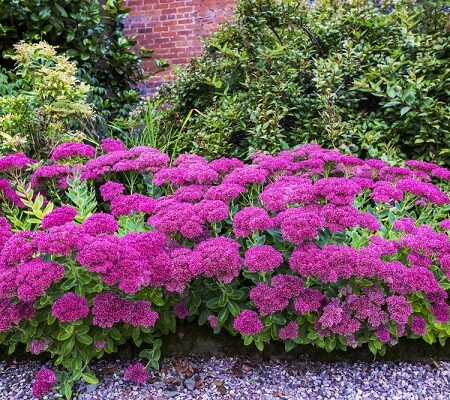 Odolné rozchodníky - Rozkvitnutý rozchodník nádherný v záhrade s fialovými kvetmi.