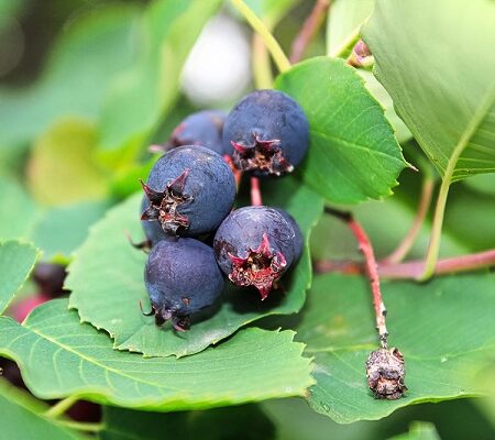 Muchovník – liečivý poklad prírody plný vitamínov a antioxidantov