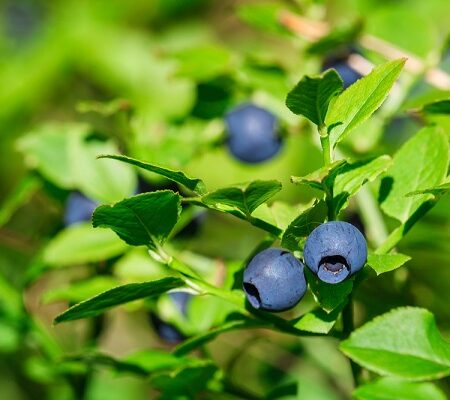 Kde v záhrade umiestniť čučoriedky? Čučoriedky rastúce na kríku v slnečnej záhrade s čerstvými zelenými listami