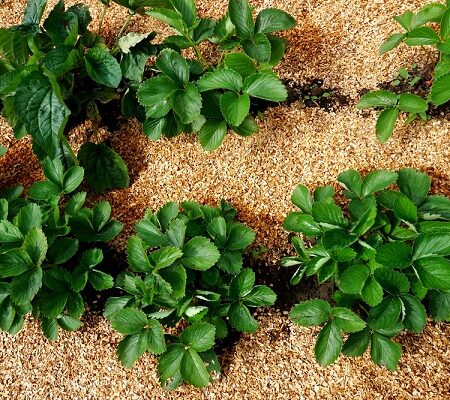 Starostlivosť o jahody v zime. Zazimovanie jahôd s použitím mulču na ochranu pred mrazom.