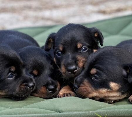 Ako sa šteňatá učia: Čierne šteniatka objavujú svet obhrýzaním topánok na gauči