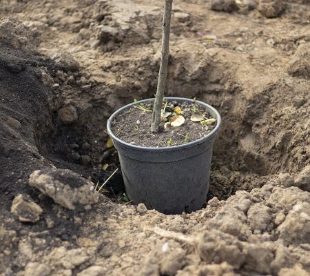 Zabudli ste vysadiť stromček? Takto ho zazimujete