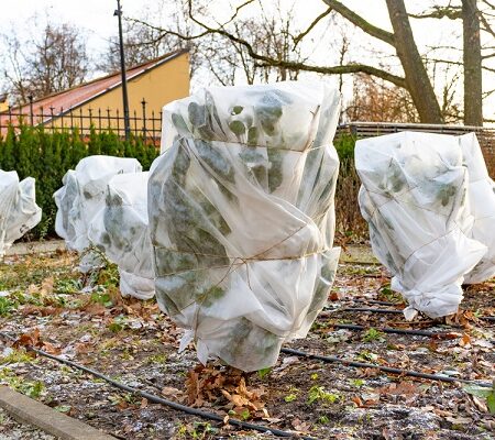 Ako chrániť rastliny pred mrazom. Rastliny chránené záhradníckym rúnom proti mrazu v zimnej záhrade.
