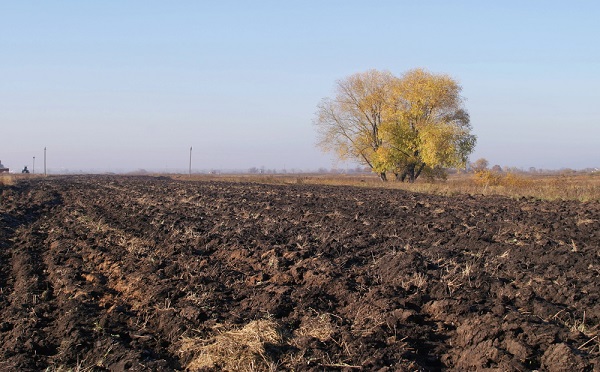 Čas rýľovania? Jesenné rýľovanie pôdy na poli s opadaným lístím a osamelým stromom v diaľke