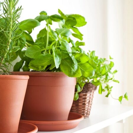 Ako na zazimovanie byliniek, takto je to správne