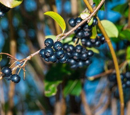Výnimočné vlastnosti arónie: Čierne bobule arónie na konári v prírode s jasne zelenými listami a modrou oblohou v pozadí.