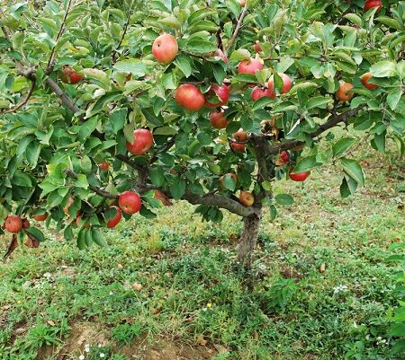 odrody ovocných stromov, Ovocný strom jablone s dozrievajúcimi červenými plodmi, zasadený v zelenej záhrade na severnom Slovensku