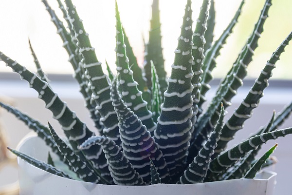 Zebra haworthia - patrí medzi ideálne rastliny do kancelárie.