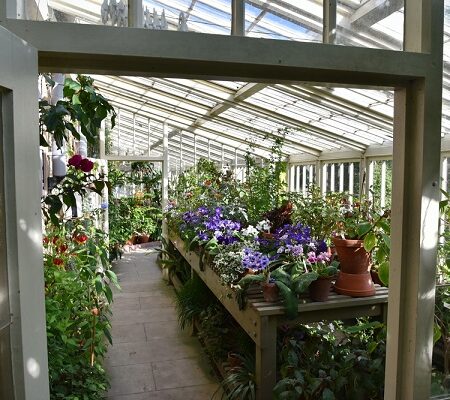 Čo pestovať v zimnom skleníku? Zimný skleník plný pestrých rastlín a kvetov s prirodzeným svetlom prichádzajúcim cez sklenené panely.