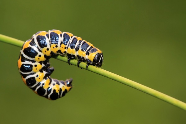 Ako odlíšiť larvy. Larva motýľa s farebným žlto-čiernym vzorom na zelenej stonke v prirodzenom prostredí.