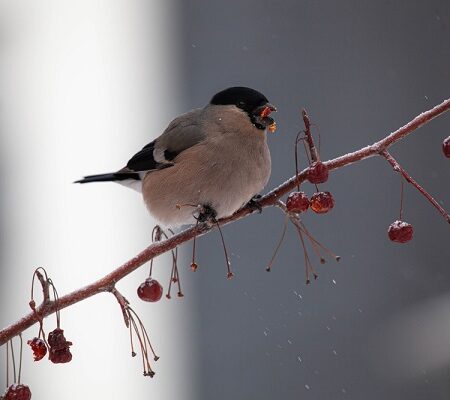 Ako kŕmiť zvieratá? Zimný vtáčik na konári s bobuľami, kŕmiaci sa počas chladného zimného obdobia.