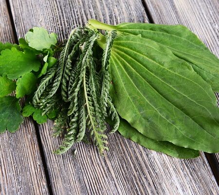 Zelený pomocník na rany. Čerstvé liečivé bylinky na drevenom stole, vrátane širokolistého listu rastlín so zdravotnými výhodami."