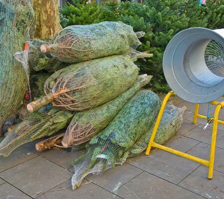 Správny vianočný stromček? Živé vianočné stromčeky pripravené na predaj, zabalené v sieti vedľa baliaceho stojana.