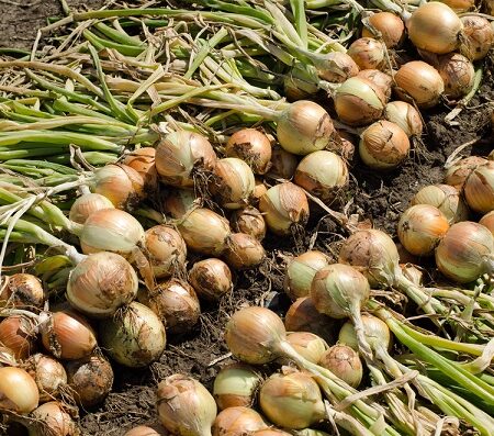 Sušená zelnina. Čerstvo vytrhnutá cibuľa sušiaca sa na zemi po zbere úrody.