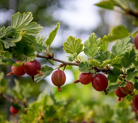 Vhodné miesto pre drobné ovocie. Zrelé plody egreša na kríku vo svetle letného dňa.