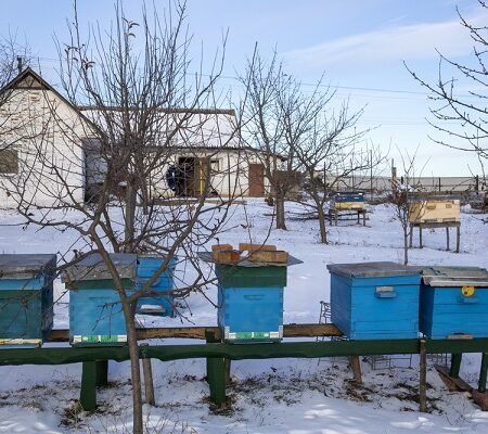 Včelí úľ v zime. Modré včelie úle umiestnené na dvore vidieckeho domu v zimnom prostredí, obklopené snehom a holými stromami.