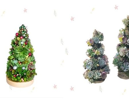 Sukulentný vianočný stromček inak: Štýlové a udržateľné dekorácie
