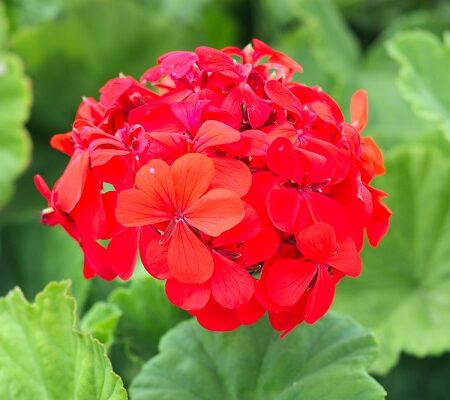 Prezimujúce letničky. Jasne červené kvety muškátu s výrazným zeleným listom v pozadí, symbolizujúce krásu a pestovanie prezimujúcich letničiek.