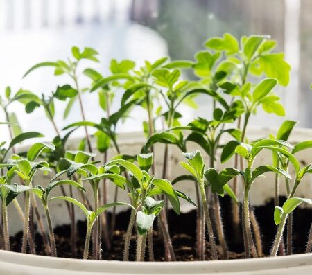 Chyby pri pestovaní priesad. Zelené priesady paradajok rastúce v kvetináči na parapete s denným svetlom v pozadí.