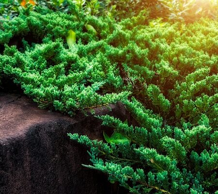 Trpasličie vždyzelené rastliny. Popínavý jalovec s hustým zeleným ihličím rastúci na skalnatom povrchu.