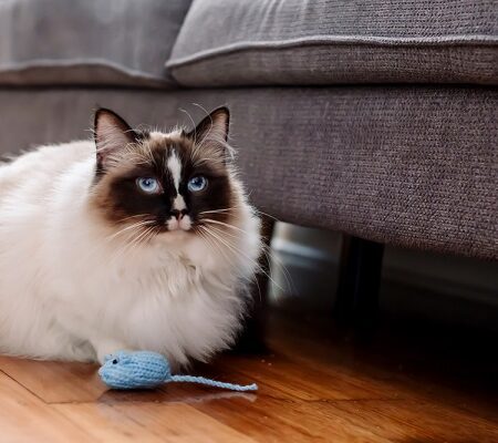 Hračky pre mačky. mačka s modrými očami hrajúca sa s pletenou hračkou myšou na drevenej podlahe pri pohovke.